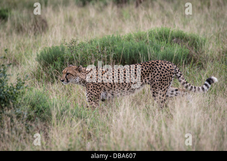 Ghepardo (Acinonyx jubatus), Phinda Game Reserve, Sud Africa Foto Stock