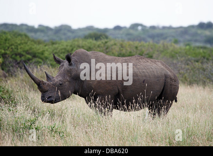 Rinoceronte bianco (Ceratotherium simum) a Phinda Game Reserve, Sud Africa Foto Stock