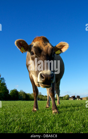 Mucca marrone Foto Stock