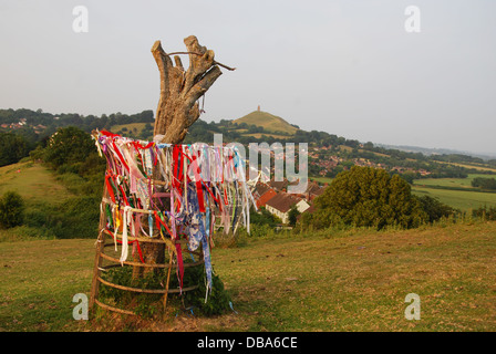 Rimane del vandalismo Santo Thorn Tree sul Wearyall Hill, Somerset. England Regno Unito Foto Stock