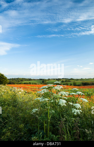 Dal punto di vista di un bordo di campo su una sera d'estate sono fasce di papaveri rossi tra un raccolto di semi di ravizzone o colza di vicino Ravensthorpe, Northamptonshire, Inghilterra Foto Stock