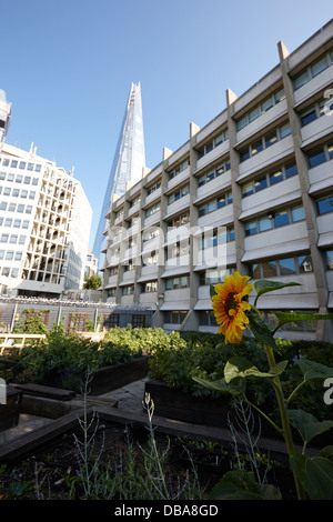 La shard edificio che domina melior street comunità giardino Londra Inghilterra REGNO UNITO Foto Stock