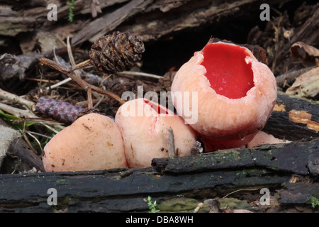 Tre corpi fruttiferi della scarlet elf cup, illustranti le fasi di apertura Foto Stock