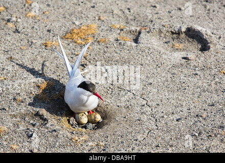 Un Arctic Tern (sterna paradisaea) a Longyearbyen, Svalbard bakc assestamento sul suo nido. Foto Stock