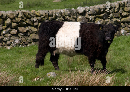 Giovani Belted Galloway giovenco il roaming sulla Machars, Dumfries & Galloway, Scozia Foto Stock