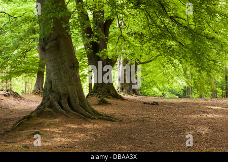 The lush spring foliage of  ancient beech trees genly swaying in an early morning breeze, Harlestone Firs near Northampton, Northamptonshire, England Foto Stock
