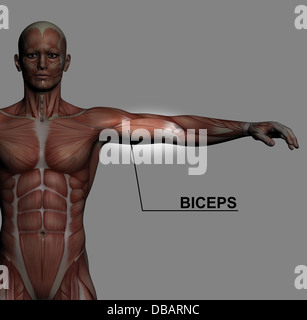 Anatomia umana - muscoli maschio realizzato nel software 3d con evidenziazione bicipite Foto Stock