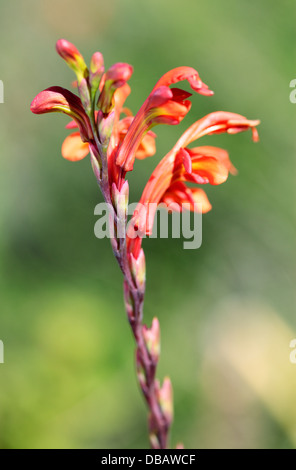 A due colori Cobra Lily - (Chasmanthe bicolor), Cape Town, Sud Africa Foto Stock