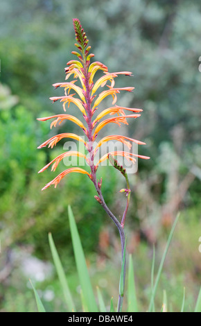 Cobra Lily (Chasmanthe aethiopica) - Famiglia di Iris, Cape Town, Sud Africa Foto Stock