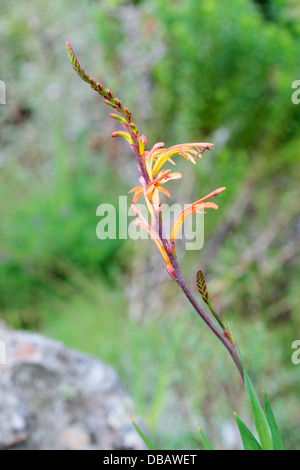 Cobra Lily (Chasmanthe aethiopica) - Famiglia di Iris, Cape Town, Sud Africa Foto Stock