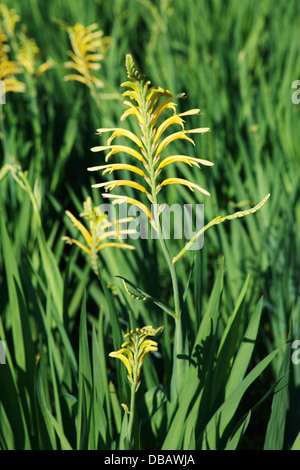 Giallo Cobra Lily o giallo (Chasmanthe Chasmanthe floribunda 'duckittii'), Iris Famiglia, Cape Town, Sud Africa Foto Stock