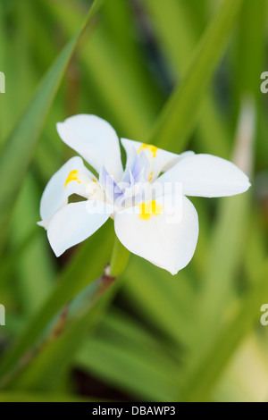 Grande iris selvatici o fata Iris (Dietes grandiflora), Cape Town, Sud Africa Foto Stock