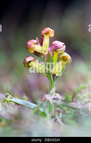 Frog Orchid; Coeloglossum viride; appassionati di Hamar;; Unst Shetland; Regno Unito Foto Stock