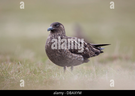 Grande Skua; Stercorarius skua; Shetland; Regno Unito Foto Stock