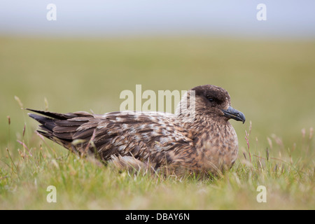 Grande Skua; Stercorarius skua; Shetland; Regno Unito Foto Stock