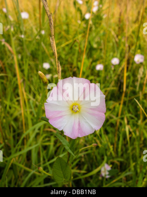 Campo centinodia fiore Foto Stock