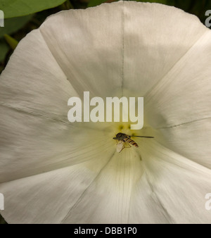 Alimentazione Hoverfly su nectar in hedge centinodia fiore Foto Stock