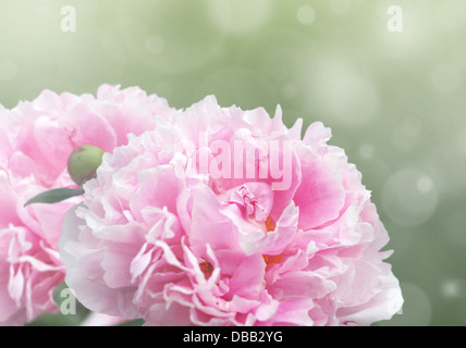 Bella sognante sfondo floreale con rosa peonia fiori, bokeh di fondo e gli effetti di luce. Foto Stock