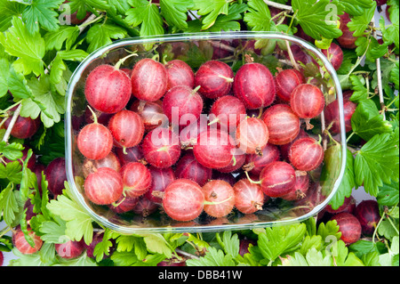 Ribes freschi dal giardino. Una cestella di frutti da un uva spina boccola seduto su un letto di foglie. Foto Stock