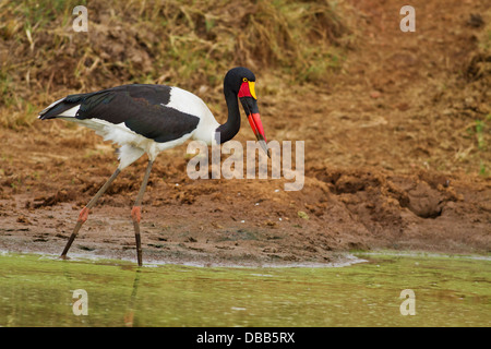 Sellati fatturati Stork presso il locale stagno. Foto Stock