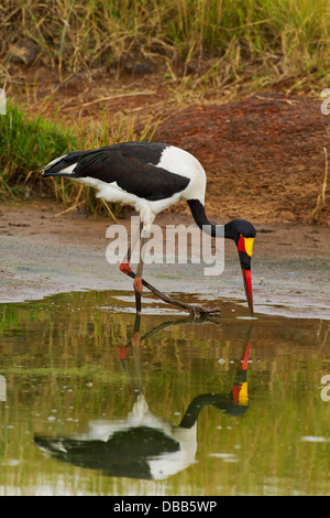 Sellati fatturati Stork alimentando al laghetto. Foto Stock