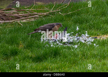 Accipiter nisus con KILL Foto Stock