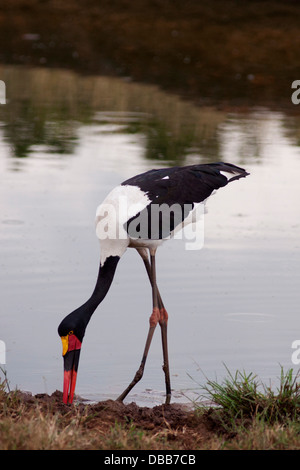 Sellati fatturati Stork alimentando al laghetto. Foto Stock