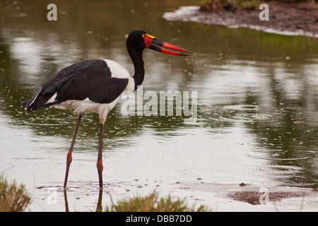 Sellati fatturati Stork presso il laghetto. Foto Stock