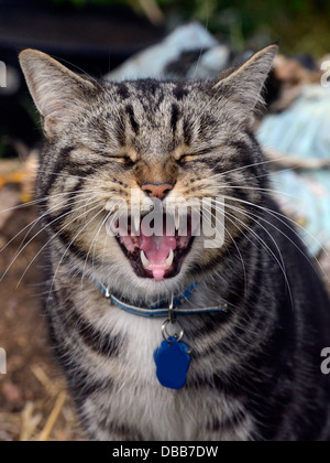 Sbadiglio stanco tabbycat Foto Stock