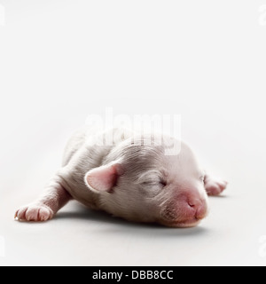 Assonnato miracolo. Crested cinese 1 settimana di cucciolo di cane Foto Stock