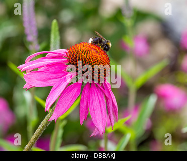 Bumble Bee su un ombrellone rosa Foto Stock