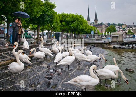 I turisti le riprese di oche e anatre che camminando lungo il terrapieno di Lucerna nel giorno di pioggia, nord-Svizzera centrale, Europa Foto Stock