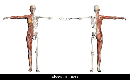 Il corpo umano di una femmina con i muscoli e scheletro realizzato nel software 3D Foto Stock