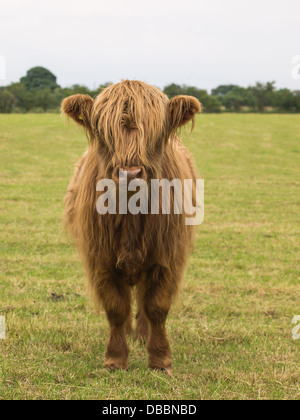 I giovani maschi Bovini highland Foto Stock