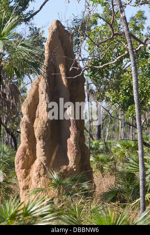 Giant magentic termite mound nel parco nazionale di Litchfield,l'australia Foto Stock