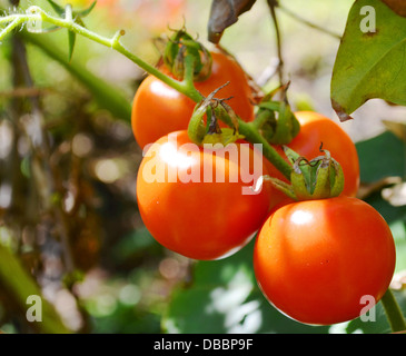Pomodoro, impianto, raccolto, vegetariano, produrre, mature, Bud, naturale, crescere i pomodori sulla vite, deliziosi, agricoltura, verde, toma Foto Stock