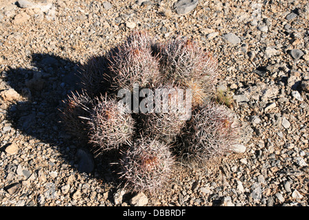 Desert Cactus ammassarsi sulla ghiaia piatta pianura Foto Stock