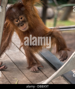 Un bambino orangutan arrivare fino a qualche monkey business. Foto Stock