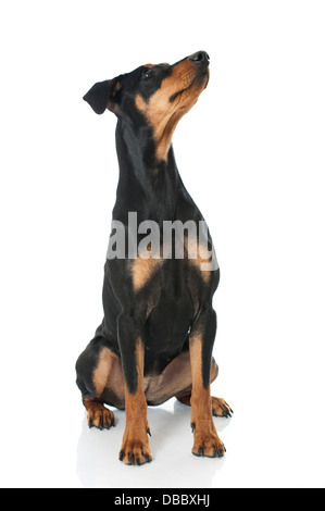 Pinscher Tedesco cane isolato su bianco Foto Stock