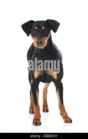 Pinscher Tedesco cane isolato su bianco Foto Stock