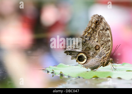 Foresta esotica gufo gigante (farfalla civetta, caligo eurilochus) Foto Stock