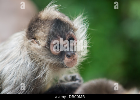 Baby spider monkey Foto Stock