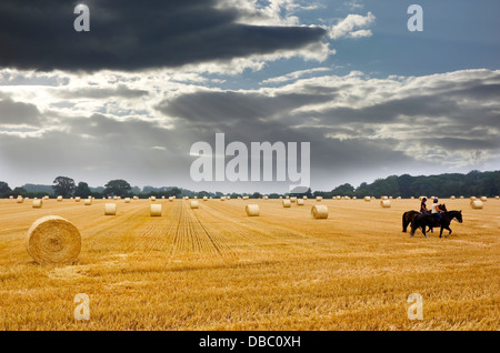 Dopo il raccolto cerchio di balle di paglia nel campo altezza stoppia Foto Stock