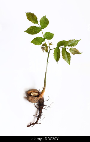 Le radici del giovane inglese noce (Juglans regia) tree. Foto Stock