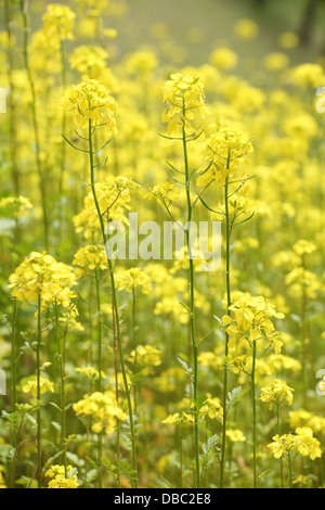 La fioritura fiori gialli di senape bianca piante (Sinapis alba). Posizione: Maschio Karpaty, Slovacchia. Foto Stock