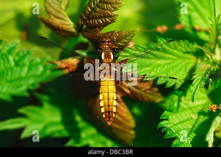 Un ampio e corposo chaser dragonfly a riposo Foto Stock