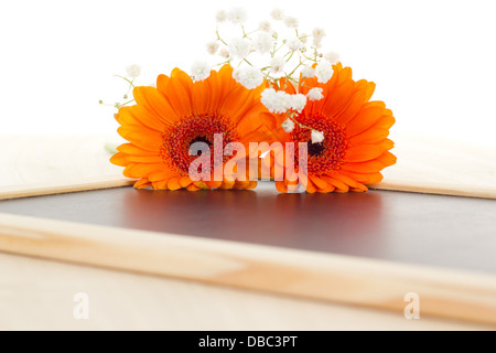 Gerbere arancio e bianco dianthus sulla lavagna vuota Foto Stock