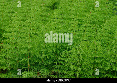 Fresco di legno verde horestail Equisteum sylvaticum Foto Stock