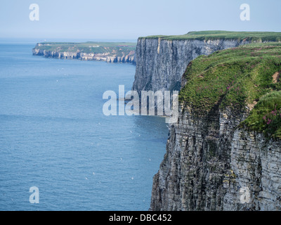 Guardando verso Flamborough da Bempton Cliffs Yorkshire Regno Unito Foto Stock