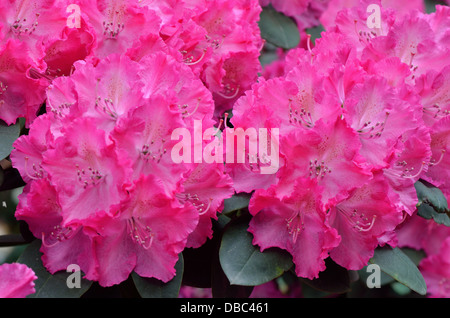 Rosa viola ricca Rhododendron Germania blossom Foto Stock